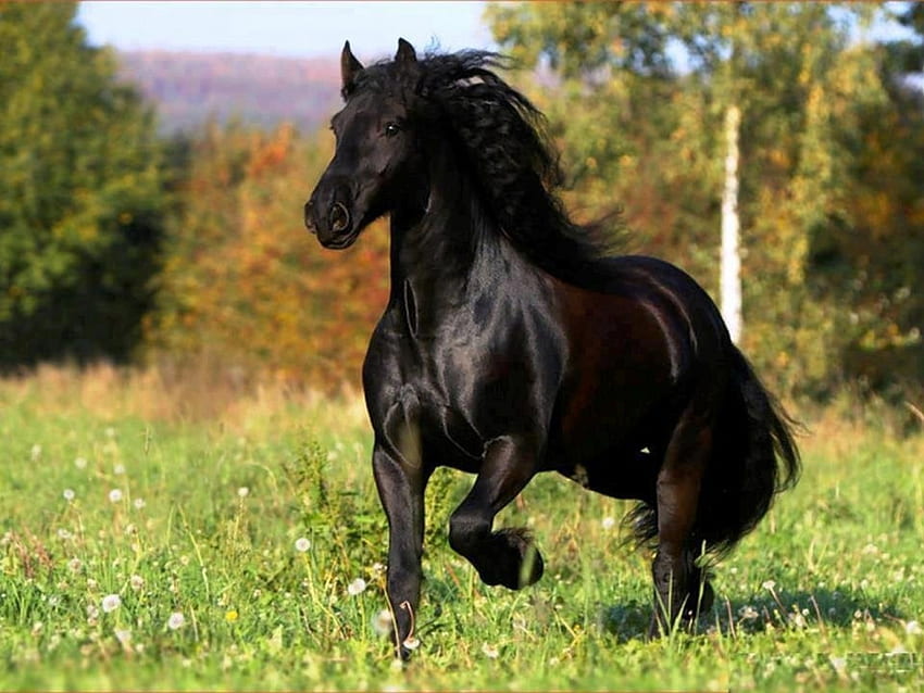 black horse, animal, fiels, horse, black HD wallpaper