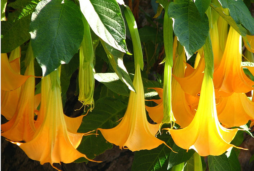 Datura Images | Free Photos, PNG Stickers, Wallpapers & Backgrounds -  rawpixel