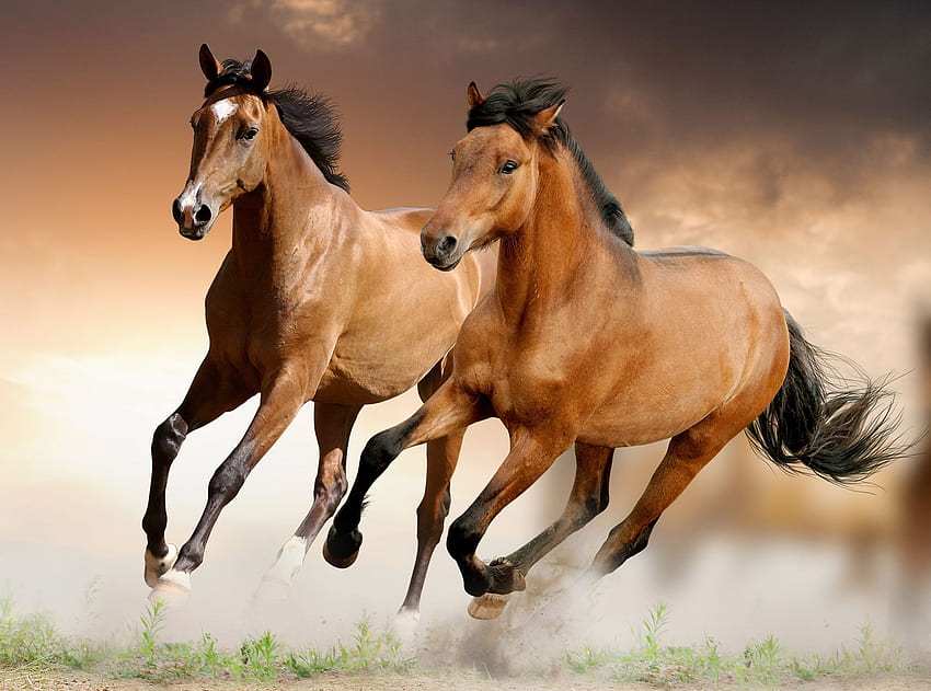 Бягащи кафяви коне , , Снимка HD тапет