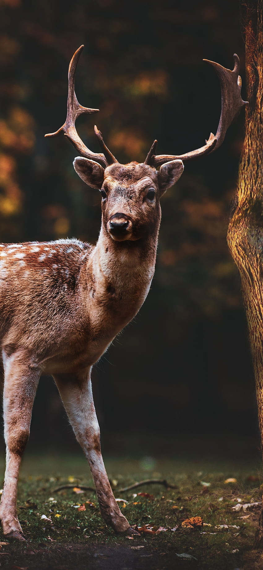 휴경 사슴, 다람쥐, 새, 나무, 숲, 가을, , , 동물, 가을 사슴 HD 전화 배경 화면