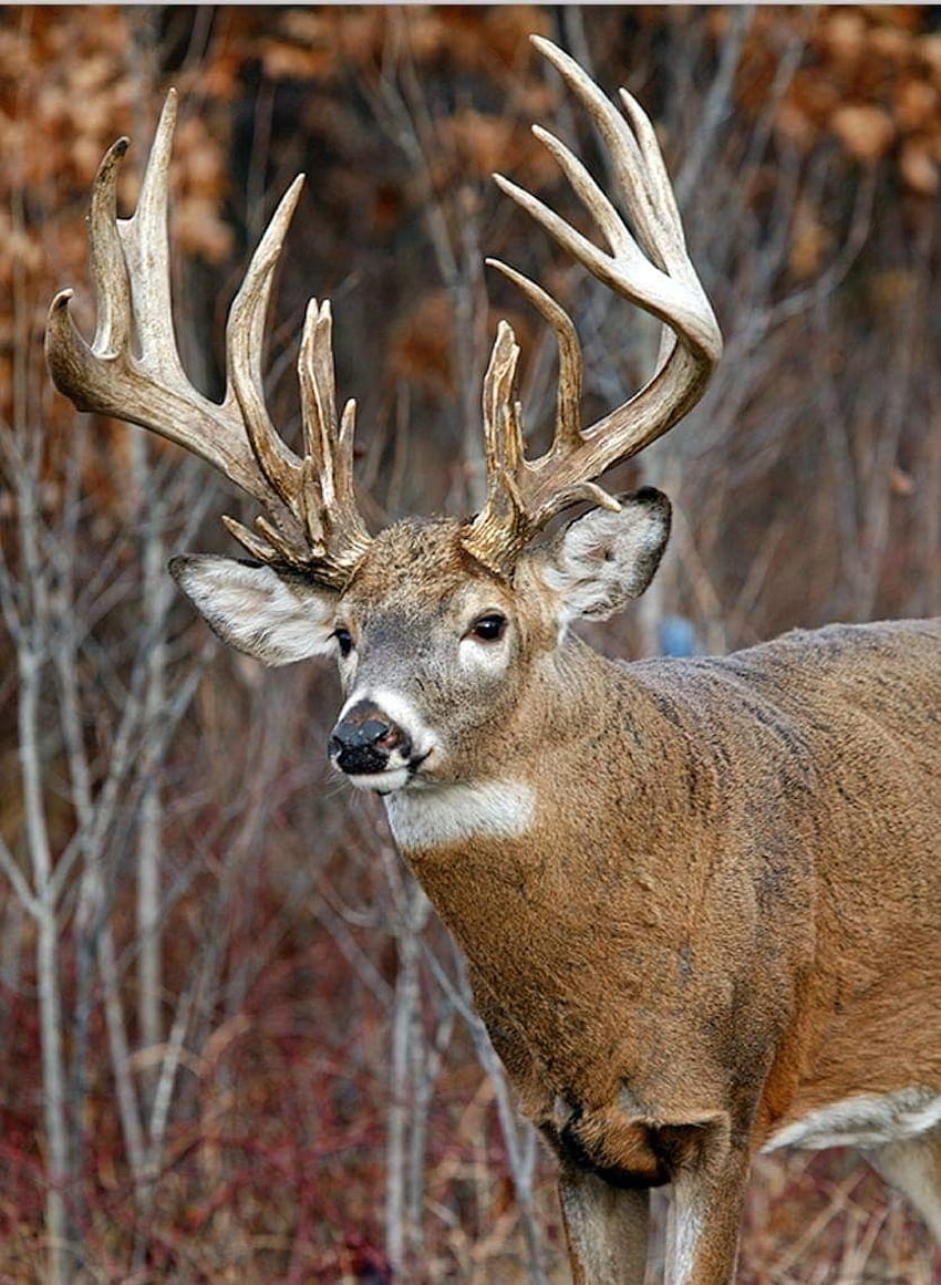 Best Deer . Deer, Whitetail deer, Deer, Big Buck HD phone wallpaper
