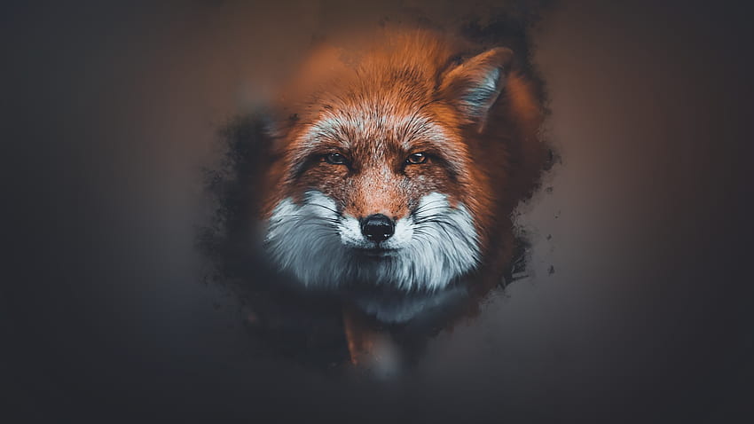Fox : , Black and Red Fox HD wallpaper