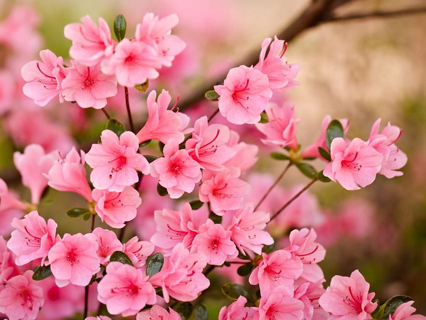 Desktop   Pink Flowers One 