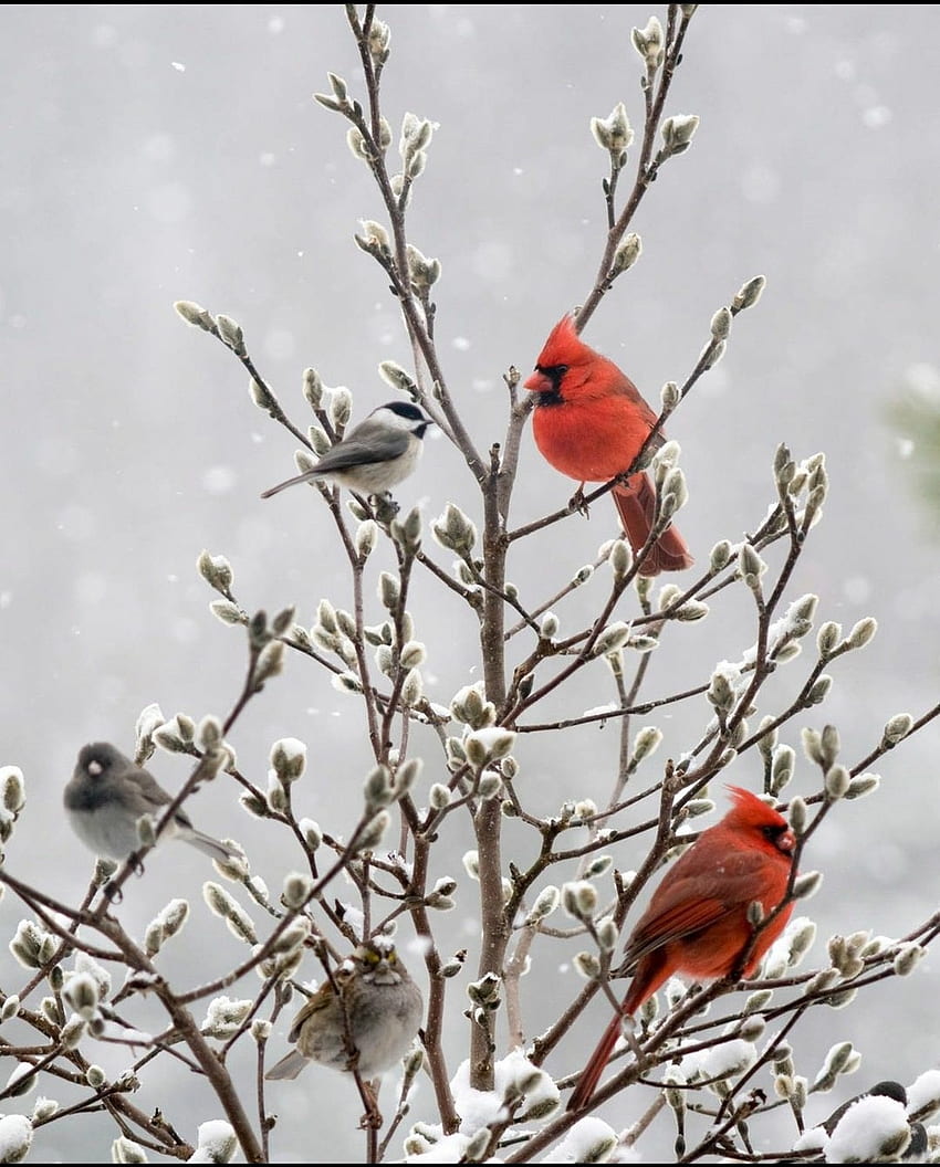Зимен кардинал, северен кардинал, сняг HD тапет за телефон