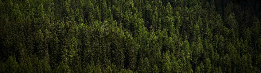 Trees, Forest, 3840x1080 Green HD wallpaper