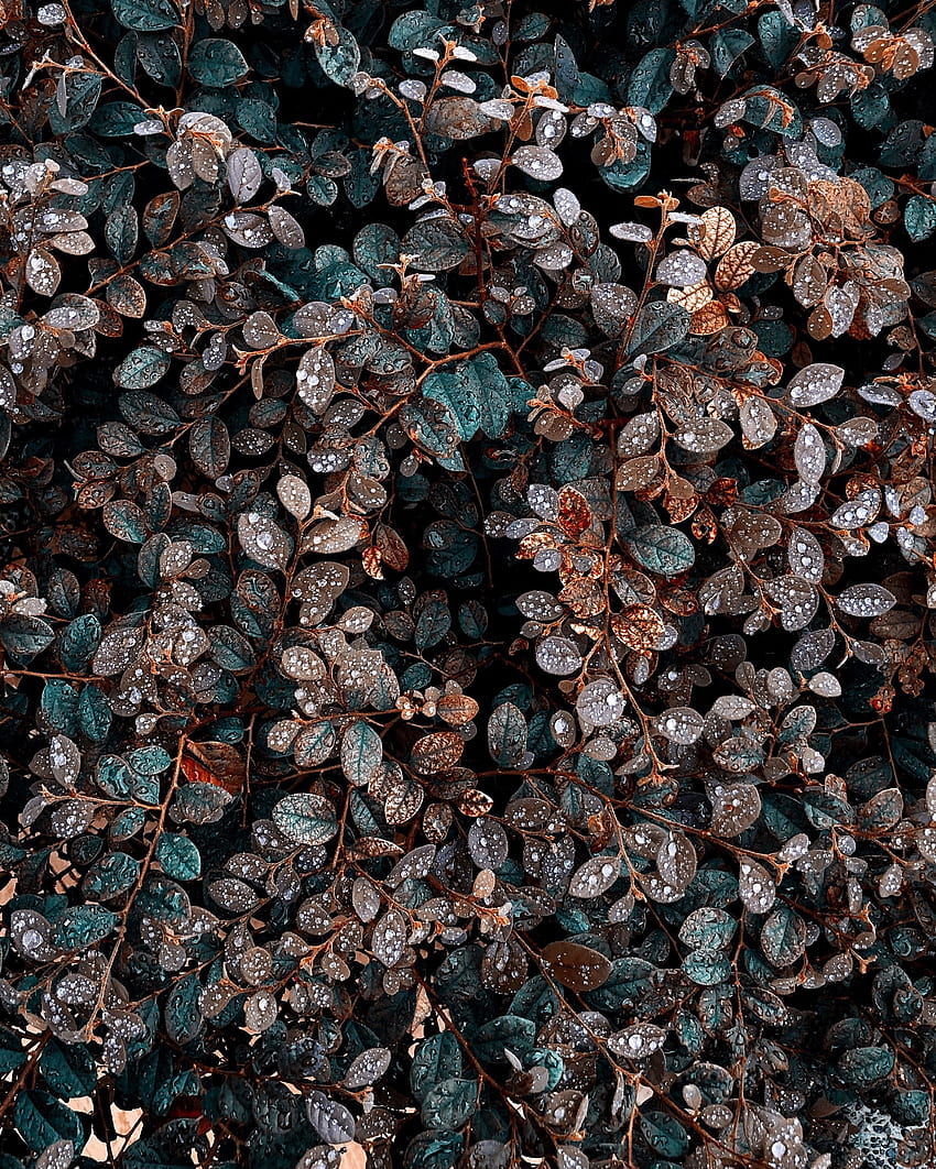 Leaves, Drops, Bush, Plant, Macro, Wet, Dew HD phone wallpaper