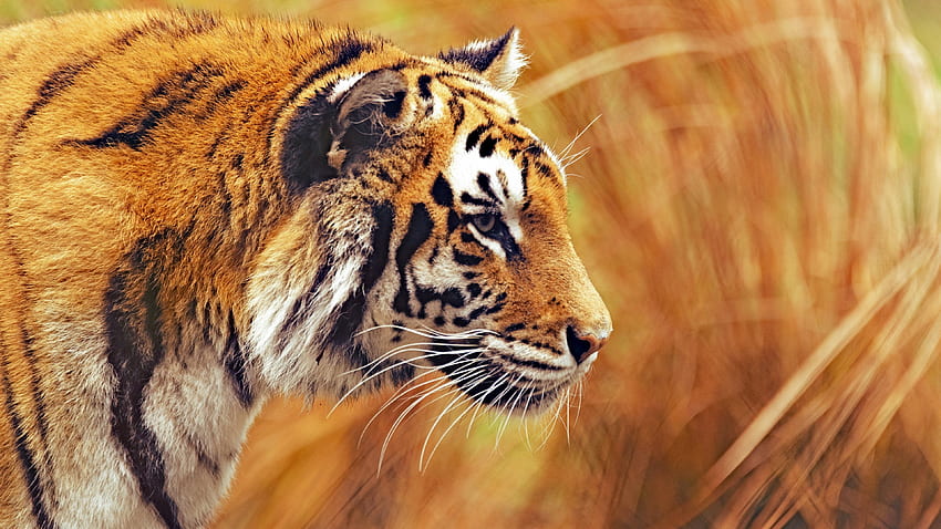 Bengal Tiger, , , Grass, yellow, hunting HD wallpaper