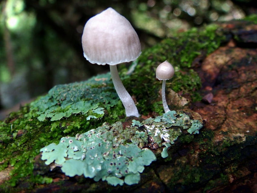Fairy garden, two, white, moss, green, mushrooms, forest HD wallpaper
