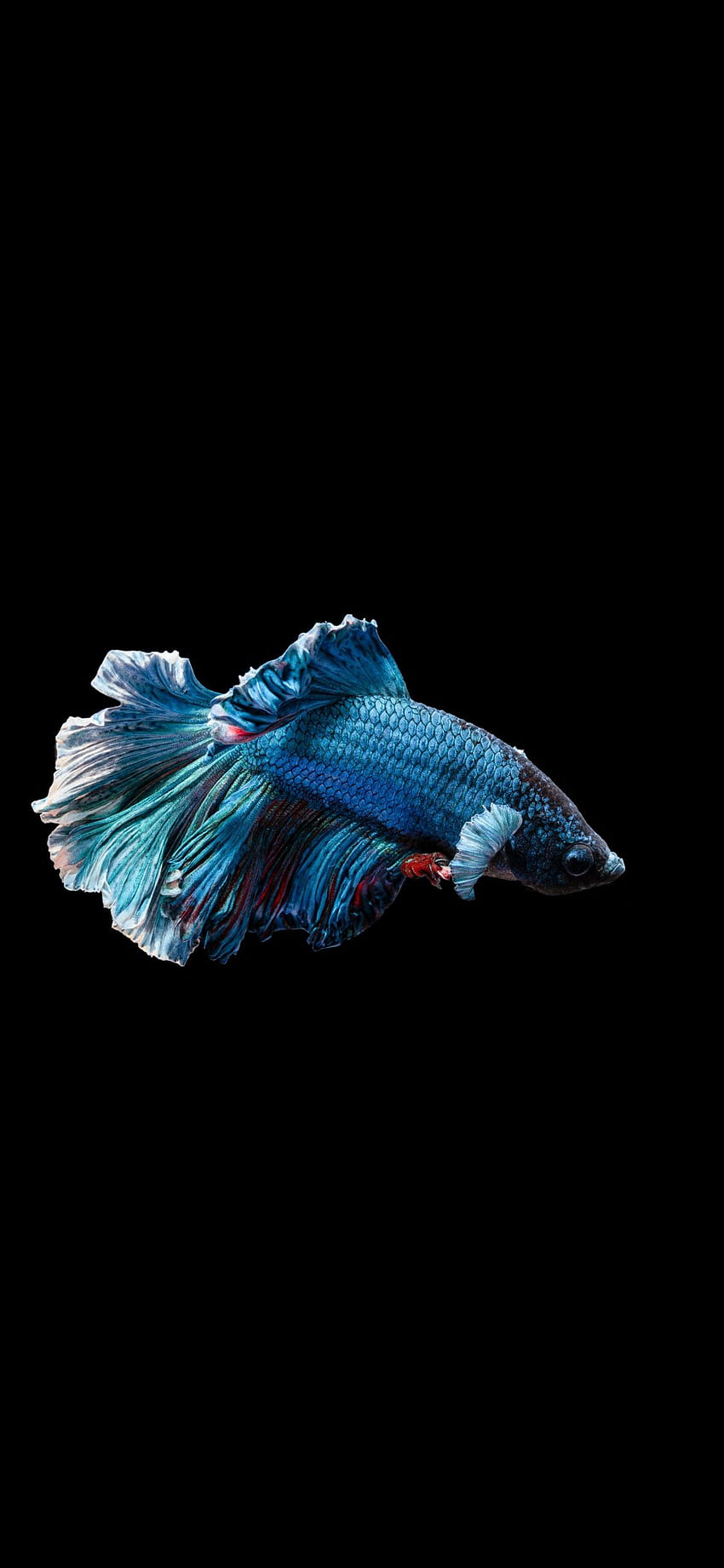 Peixe lutador siamês, peixe betta azul, mínimo, . Iphone de peixe, Iphone aquarela, Animal Papel de parede de celular HD