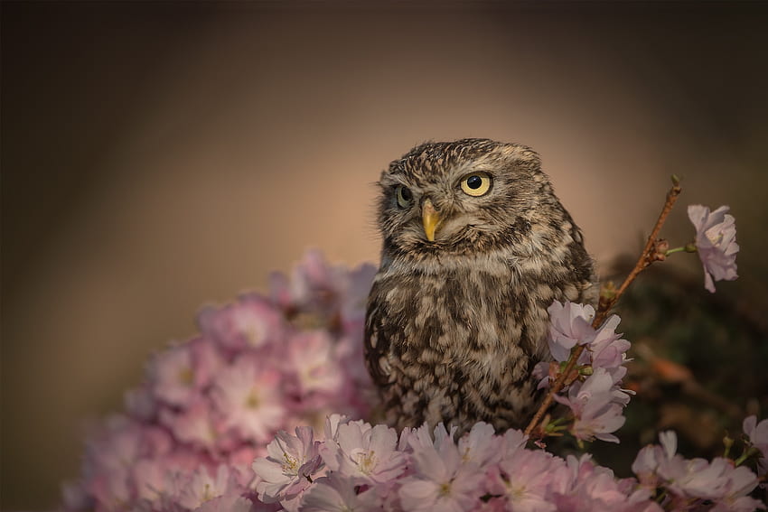 Owl, flower, pink, bird, bufnita, nature, pasari HD wallpaper