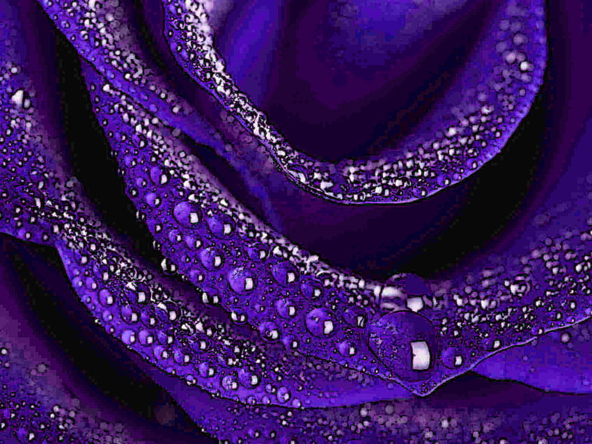 あまりにも fireangls4.jpg、バラ、紫、露のしずく、花びら、ダイヤモンド ドロップ 高画質の壁紙