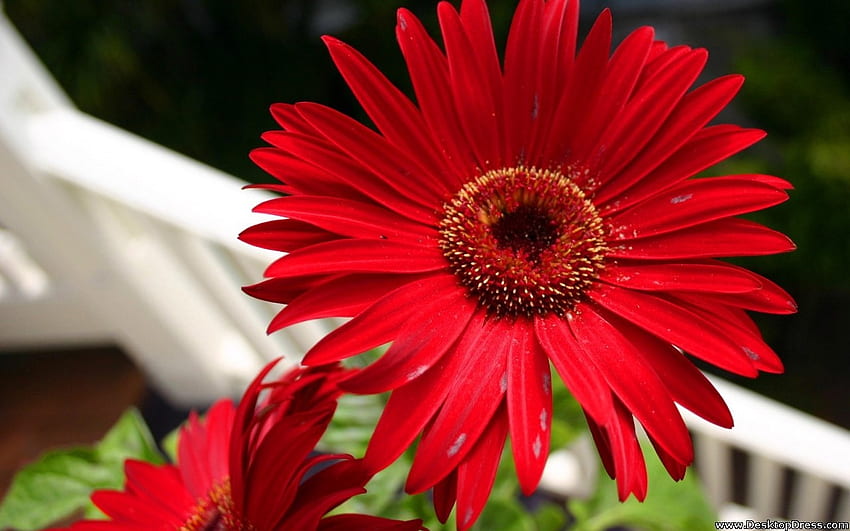 เยอบีร่าแดง ดอกไม้ สีแดง ธรรมชาติ เยอบีร่า มาโคร วอลล์เปเปอร์ HD