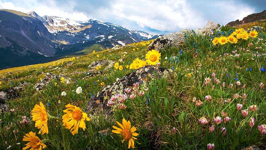 Parque Nacional de las Montañas Rocosas cerca de Estes Park, flores silvestres, flores, paisaje, nubes, cielo, colorado, prado, estados unidos fondo de pantalla