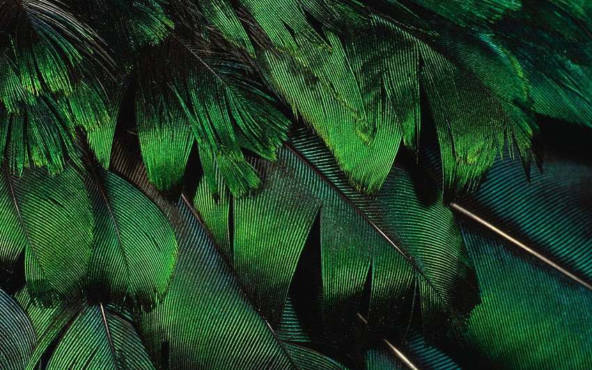 Grüne Federn, Textur, Feder, abstrakt, grün HD-Hintergrundbild