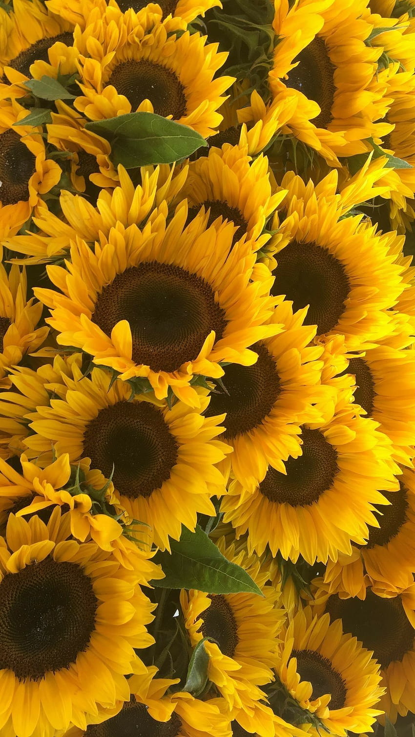 Sunflower Background, Realistic Sunflower HD phone wallpaper