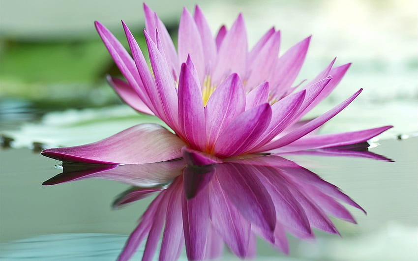 Pink Lotus Flower For Mobile Phones HD wallpaper