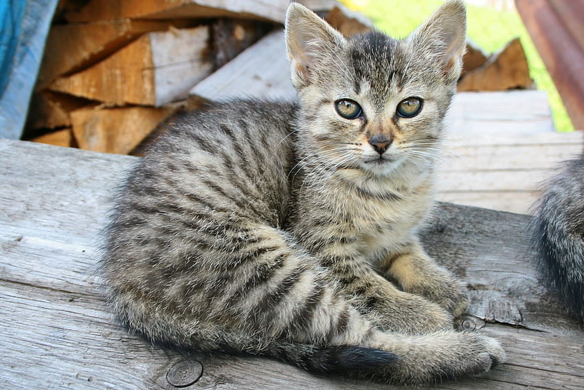 動物, キティ, 子猫, 横になる, うそをつく, 縞模様の 高画質の壁紙