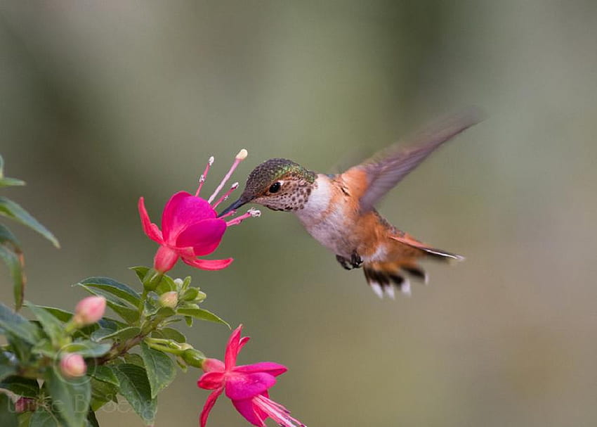 HUMMINGBIRD, wings, pink, bird, flower, fast, beautiful, small HD wallpaper