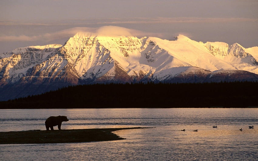 Landscape - Brown Bear Silhouetted Against Mount Katolinat, Alaska in resolution, Alaska Wildlife HD wallpaper