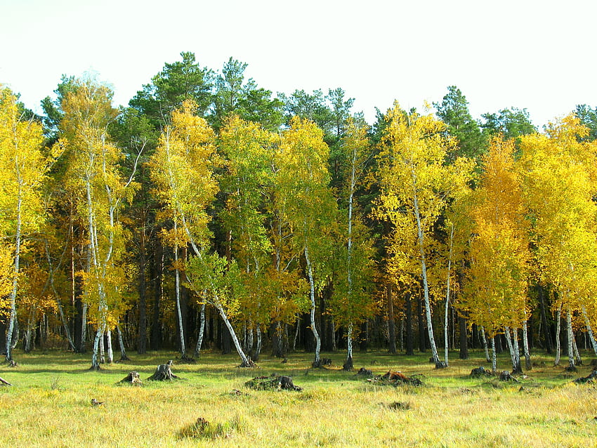 風景, 自然, 秋, 森, Arykbalyk, Arykbalik 高画質の壁紙