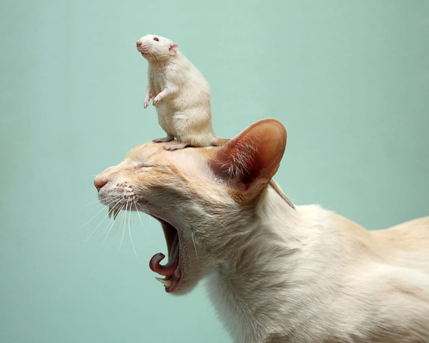 Rat on cat, cute, rat, cat, nice HD wallpaper