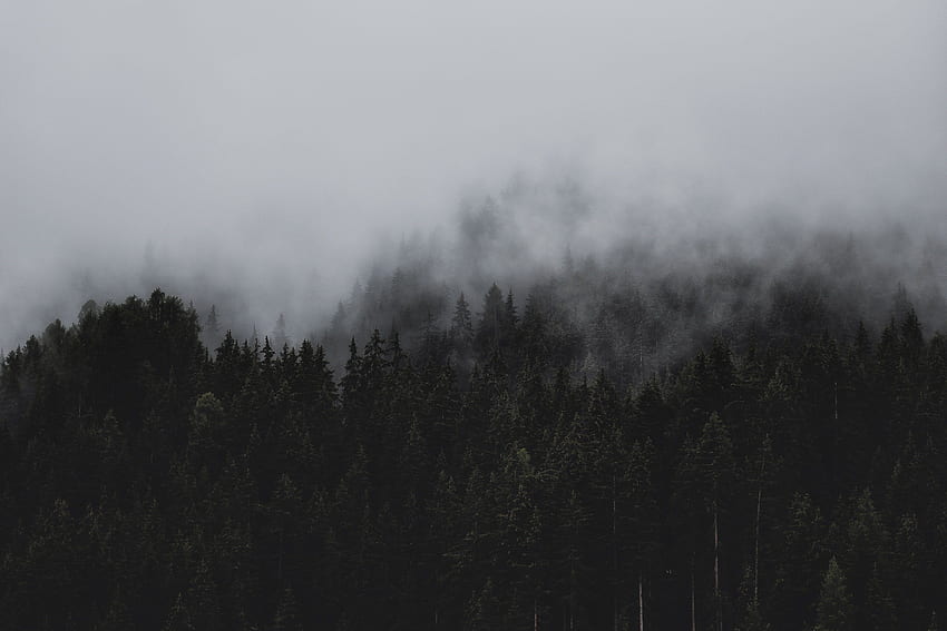 黒と白の森 - バット、暗い霧の森の黒と白の森の背景 高画質の壁紙