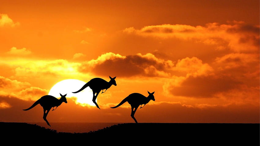 of kangaroos in Australia Animals [] for your , Mobile & Tablet. Explore Aussie . Australian Shepherd , Sydney Australia , Australia HD wallpaper