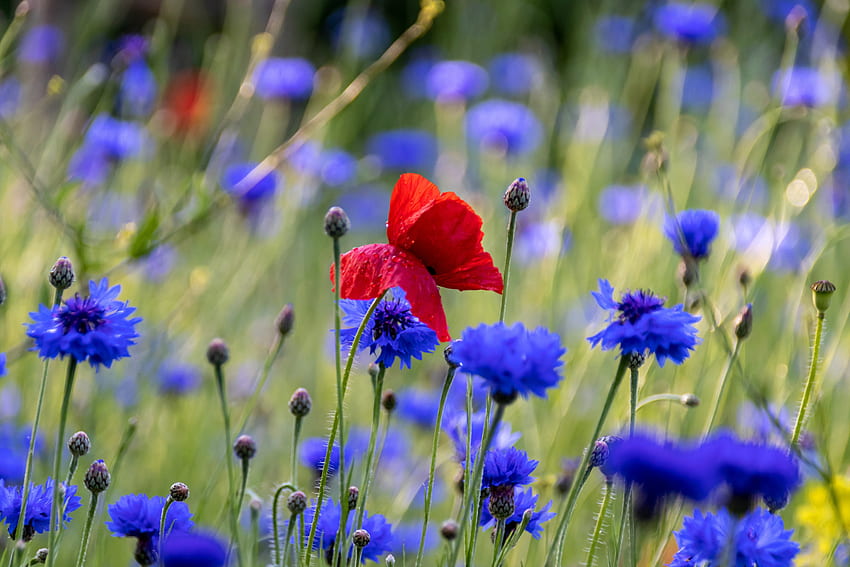 Poppy merah, bunga biru, padang rumput, musim semi Wallpaper HD