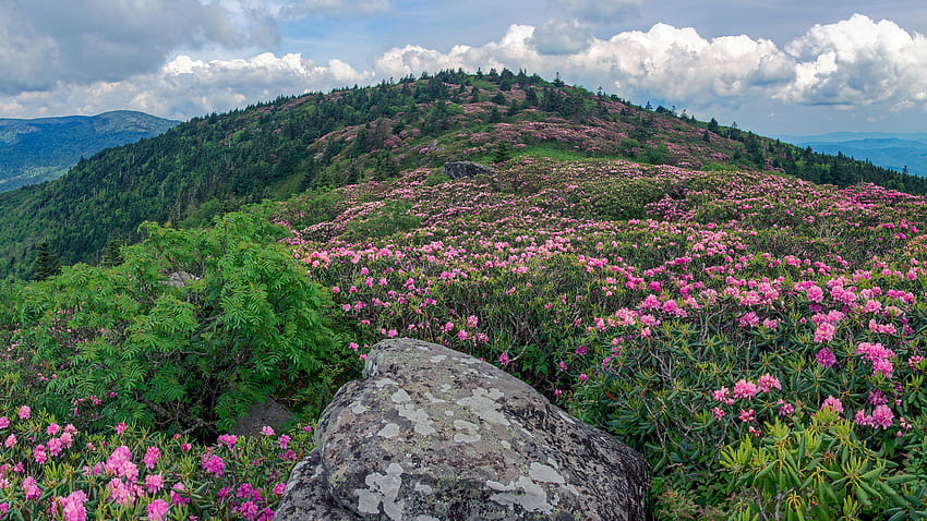Розови цветя Зелени листа Растения Планински склон Бели облаци Синьо небе Цветя на фона HD тапет