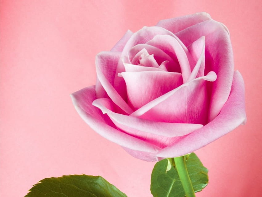 Rosa Schatten, rosa Rose, aprikosenrosa Hintergrund HD-Hintergrundbild