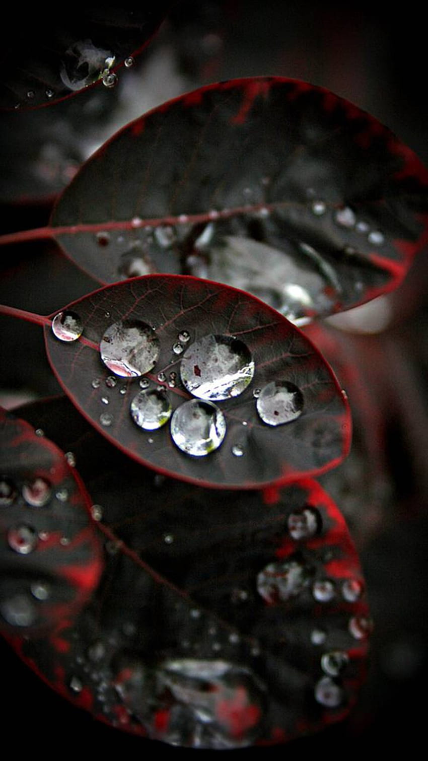 czarne czerwone liście, czerwony liść Tapeta na telefon HD