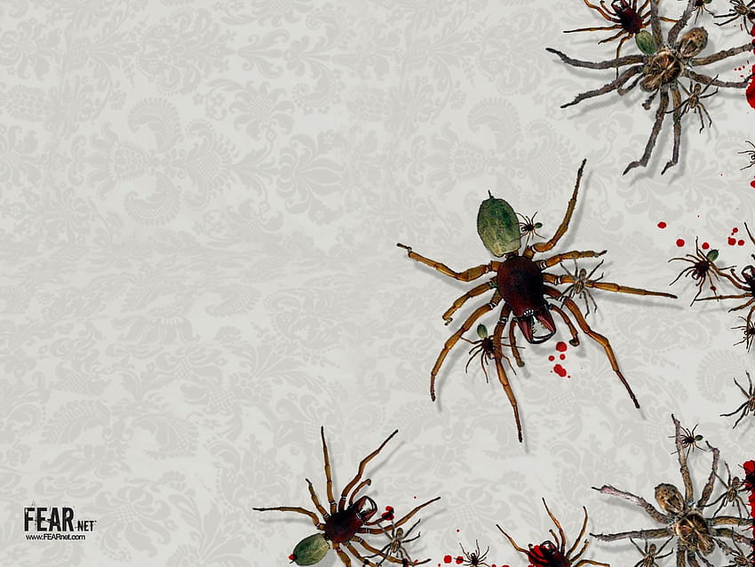Killer Ants มดตัวโต ตัวแมลง วอลล์เปเปอร์ HD
