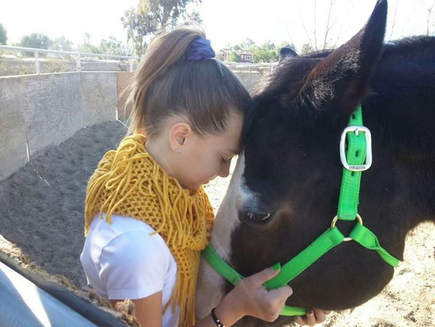 Ein Mädchen und ihr Pferd, Tier, Pferd, Freunde, Liebe HD-Hintergrundbild