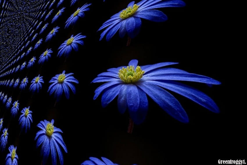 青いヒナギク、かわいい、花、抽象的な、青 高画質の壁紙