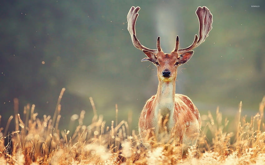 Deer HD wallpaper | Pxfuel