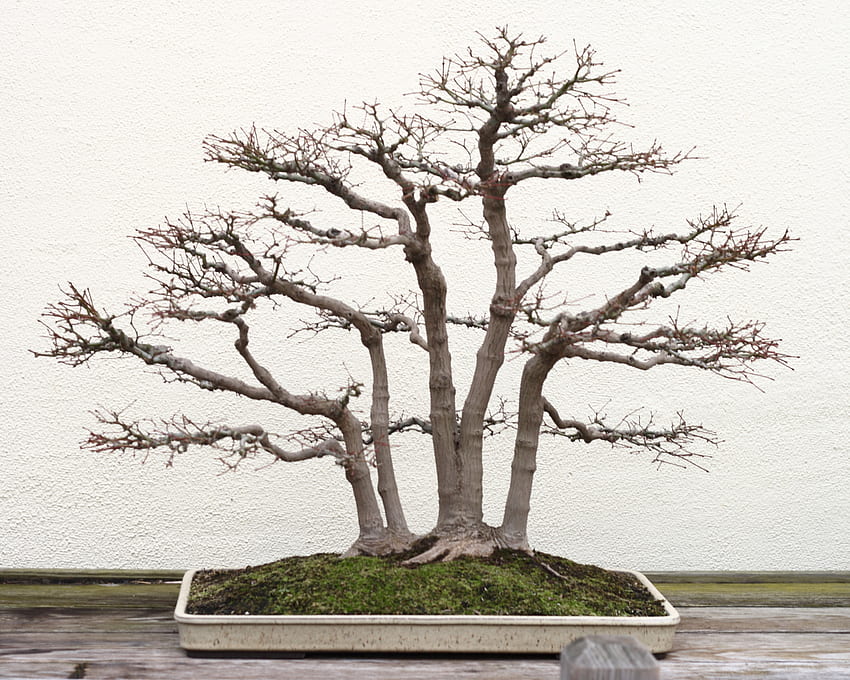 Japanese Maple bonsai 40, December 24 HD wallpaper