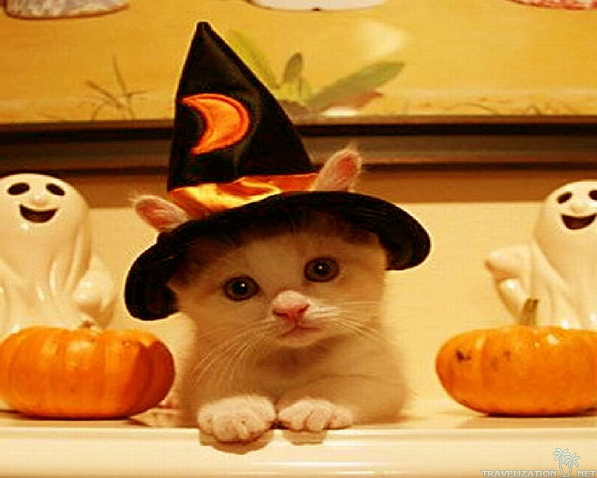 Cute Animal Halloween – Festival Collections HD wallpaper