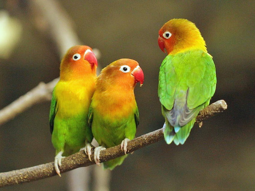 Lovebird Courtship and Mating Behavior