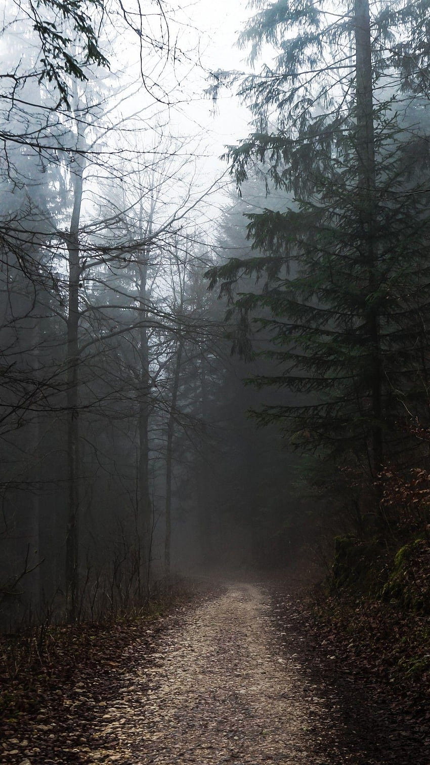 霧の憂鬱な日、霧の美学 HD電話の壁紙