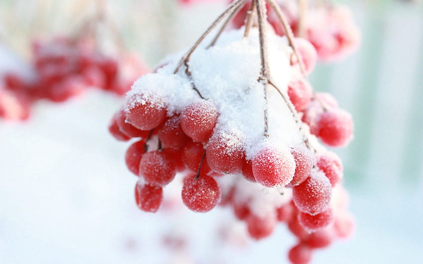 Winter, Snow, Macro, Branch, Berry, Rowan HD wallpaper