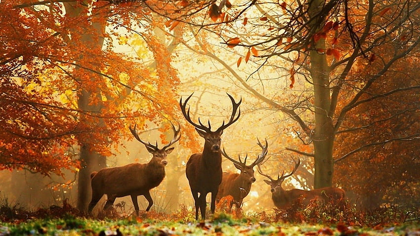 A flock of deer comes out of the autumn forest, Autumn Deer HD wallpaper
