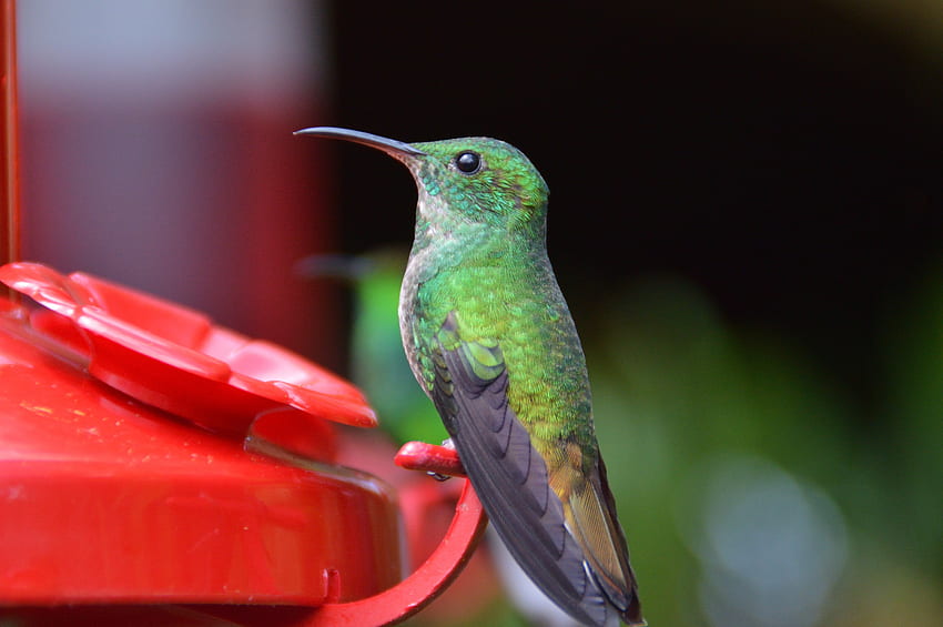 Small, cute, hummingbird HD wallpaper