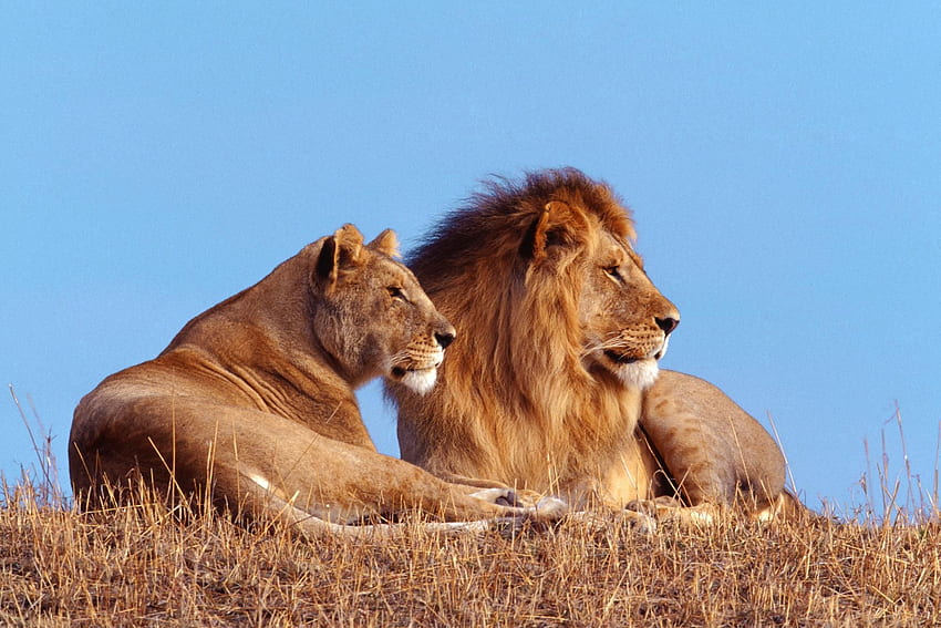 Mais recente sobre a vida selvagem africana 2013. Animais lindos, Leão, Leão papel de parede HD
