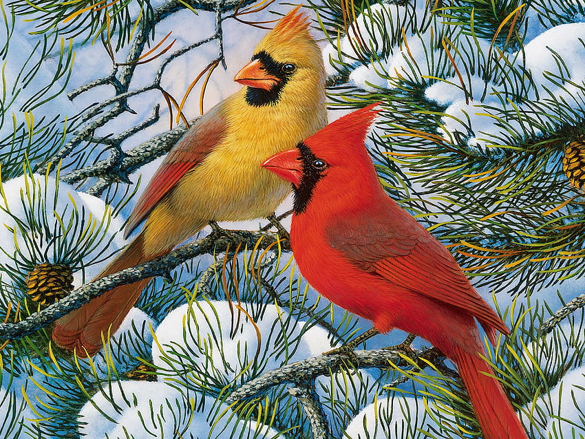Winter Cardinal Winter Cardinals [] for your , Mobile & Tablet. Explore Cardinals in Winter . Cardinal Bird , Cardinals in Snow , Cardinal HD wallpaper