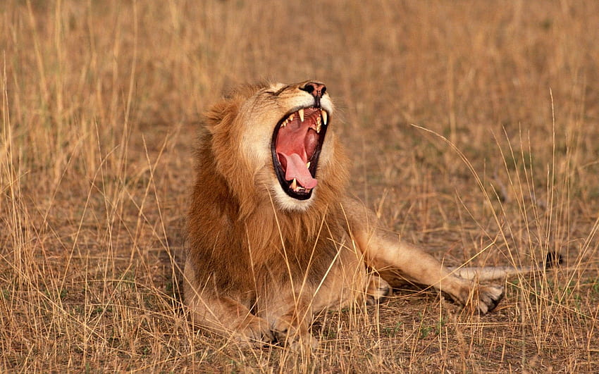 Tiere, Savanne, Löwe, Afrika, Bestien HD-Hintergrundbild