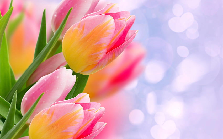 Bunga-Tulpenblume - Bunga-Tulpenblume HD-Hintergrundbild