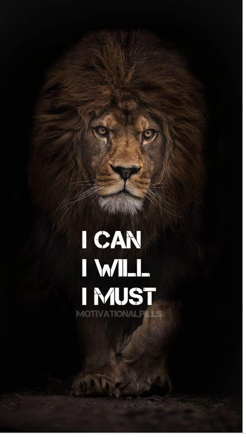 Lion Quotes, Strong Lion HD phone wallpaper