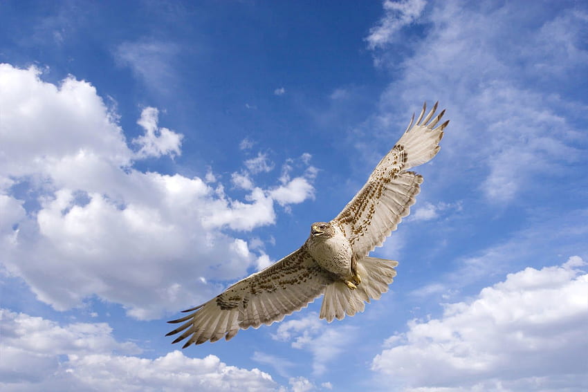 hawk flying -, Cool Hawk HD wallpaper