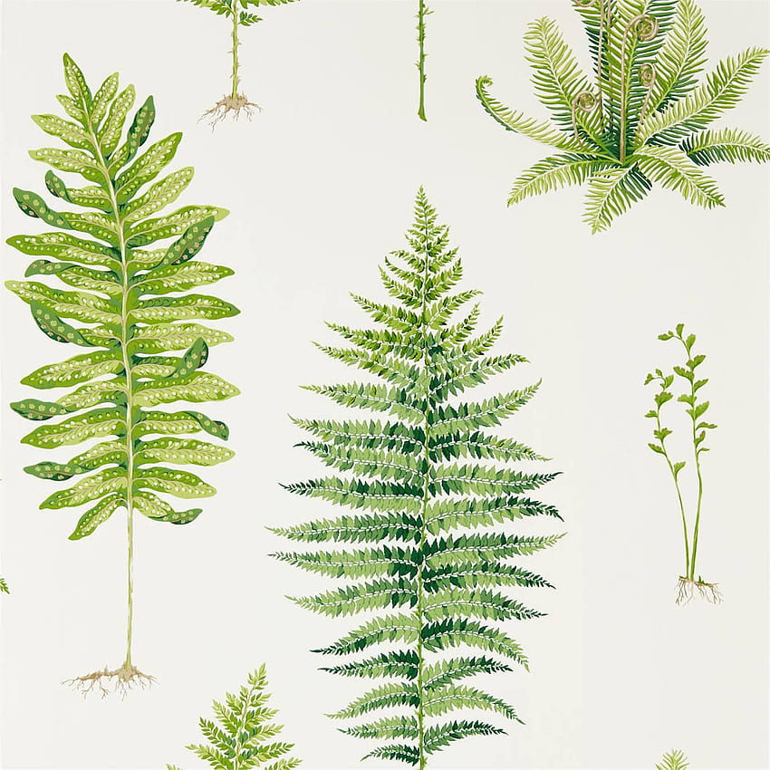 Sanderson Fernery 216633 . Botanical Green. Fashion, Botanist HD phone wallpaper