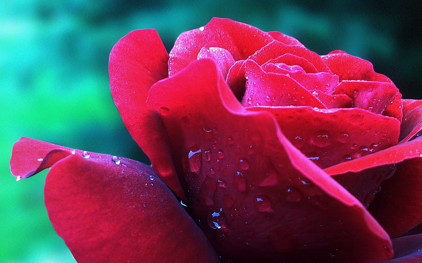 Drops, Flower, Macro, Rose Flower, Rose, Petals, Bud HD wallpaper